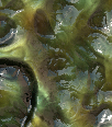 iezombietextmegabkgd12