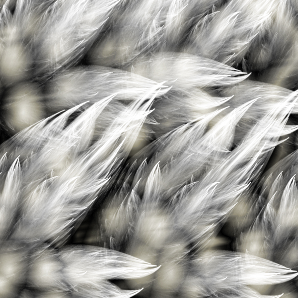 fortebackground600x600-79