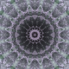 fortebkgd2786