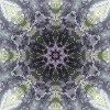 fortebkgd2787