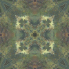 fortebkgd3876