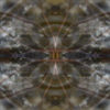 fortebkgd5147