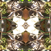 fortebkgd5403