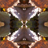 fortebkgd5405