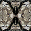 fortebkgd5407