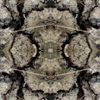 fortebkgd5408
