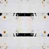 fortebkgd5419