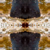 fortebkgd5555