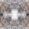 fortebkgd7221