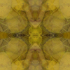 fortebkgd7228