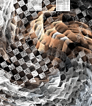 2019asylumtall150x130-121