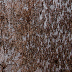 ofnoexistencetexturebg227
