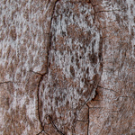 ofnoexistencetexturebg228