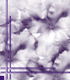 dfgxbg135