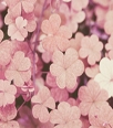 ofnoexistencetextbg365 ofnoexistencetextbg365