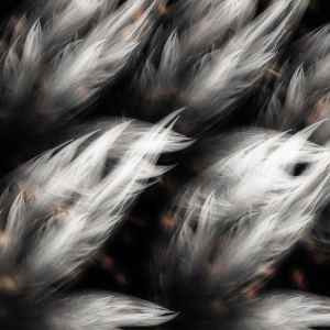 fortebackground600x600-75 fortebackground600x600-75