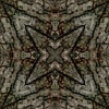 fortebkgd2982