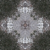 fortebkgd4638