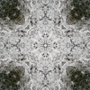 fortebkgd4644