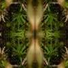 fortebkgd4823