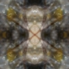 fortebkgd5146
