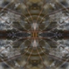 fortebkgd5147