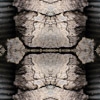 fortebkgd5250