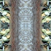 fortebkgd5258
