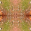 fortebkgd5268