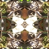fortebkgd5403
