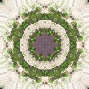fortebkgd5543