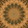 fortebkgd7194