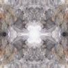 fortebkgd7221