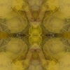 fortebkgd7228