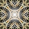 fortebkgd7486