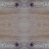 fortebkgd7968