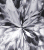 dfgxbg1172