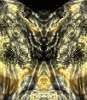dfgxbg1442