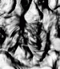 dfgxbg1497