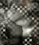 2021asylumtall150x130-107