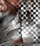 2021asylumtall150x130-122