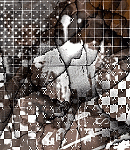2021asylumtall150x130-151